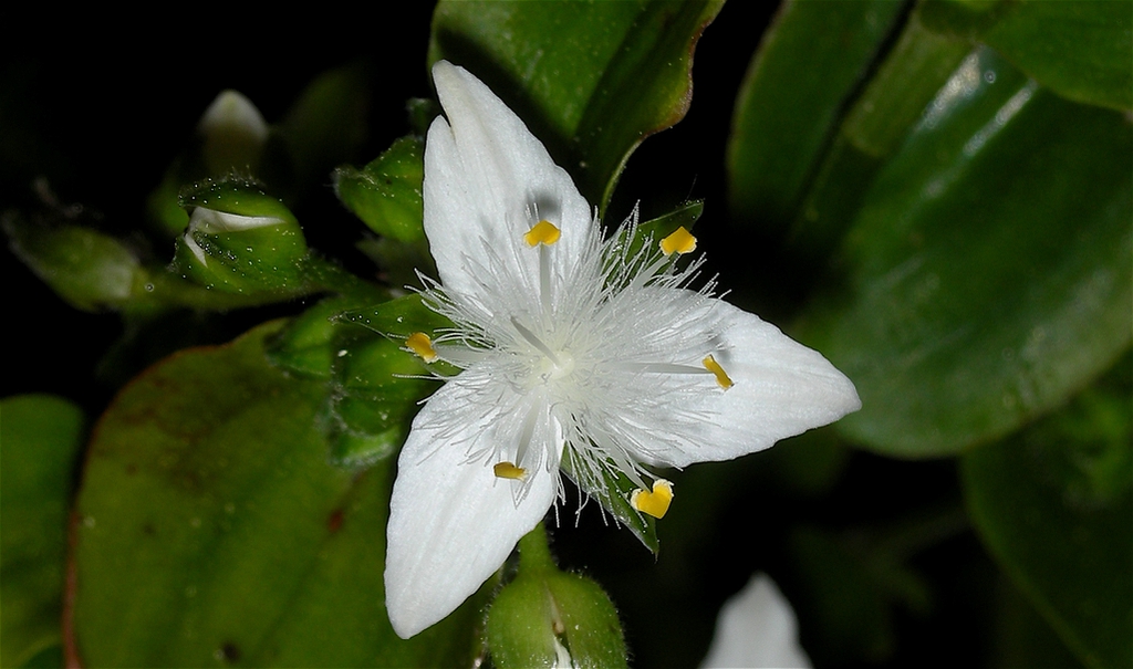 Close up of flower