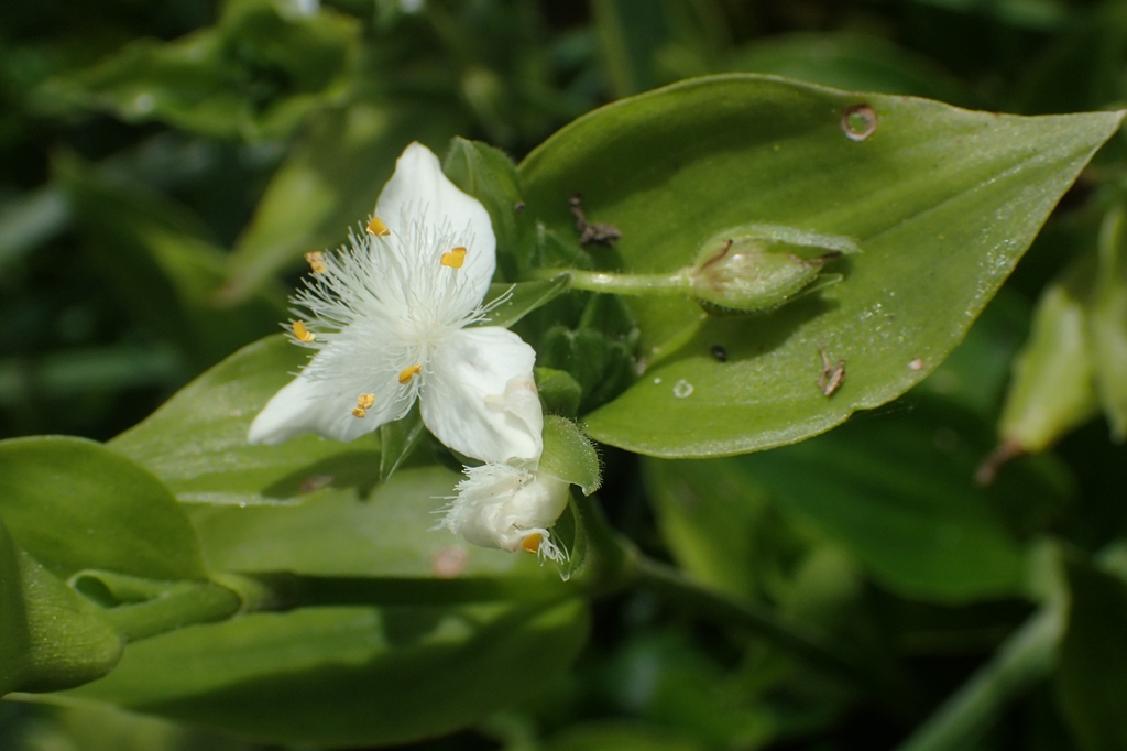 Tradescantia fluminensis