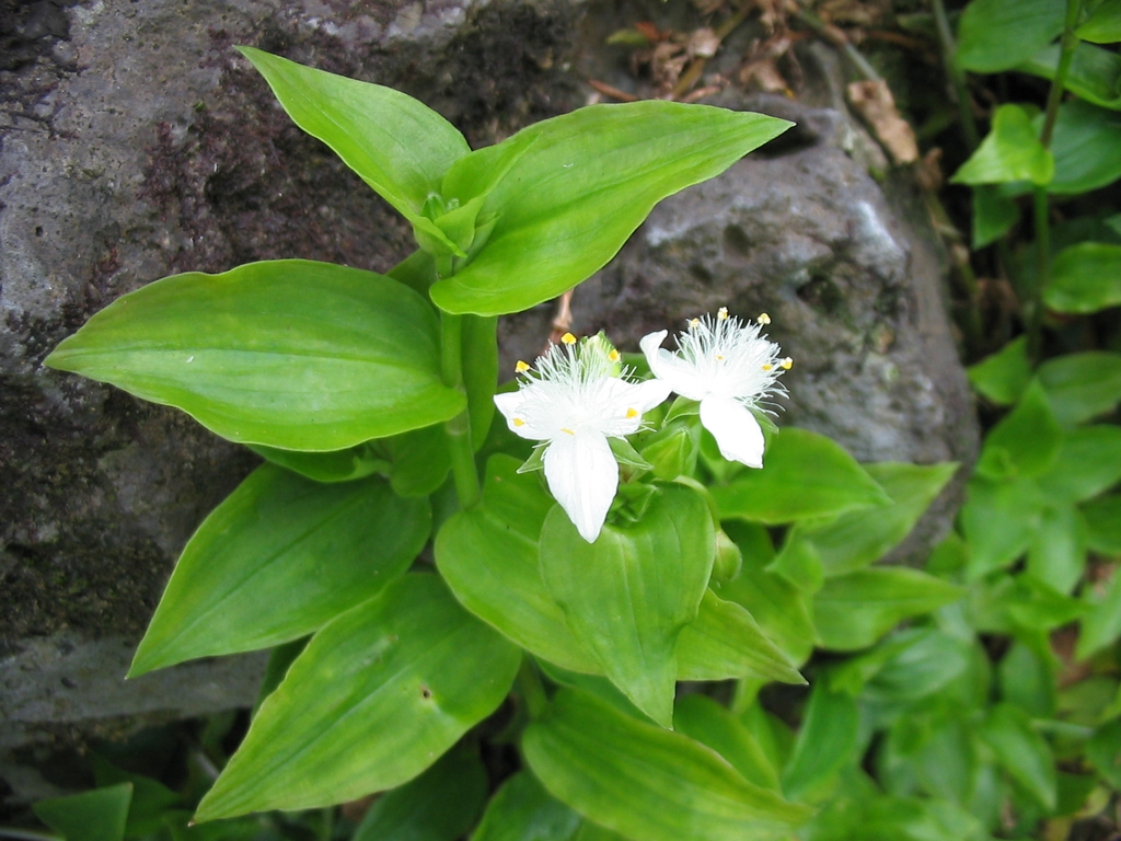 Leaves