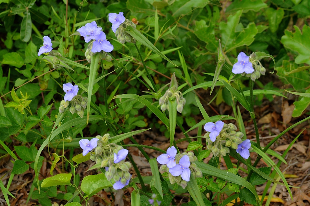 Tradescantia hirsuticaulis