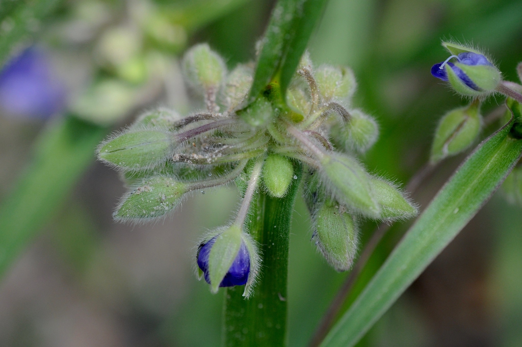 Tradescantia hirsuticaulis