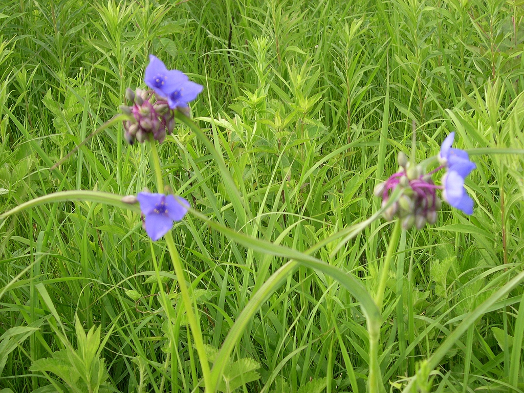 Tradescantia ohiensis