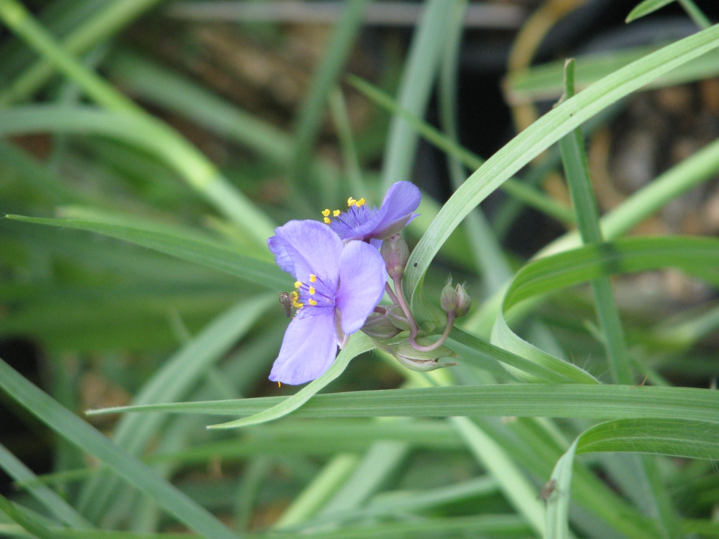Tradescantia ohiensis