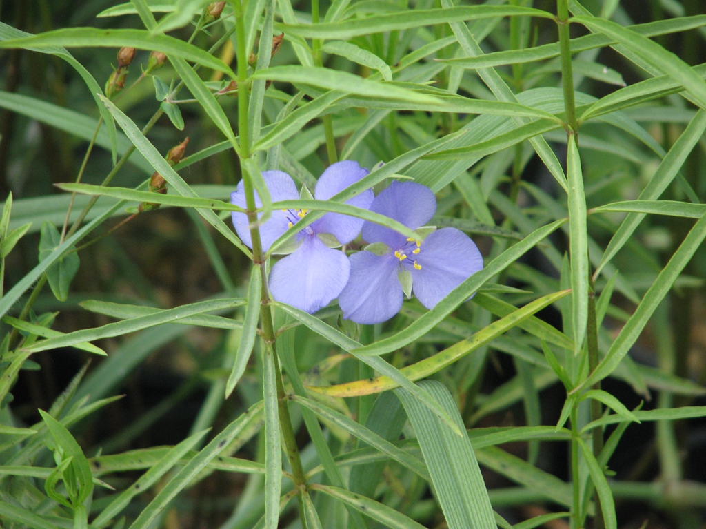 Tradescantia ohiensis