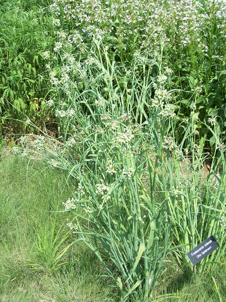 Tradescantia ohiensis