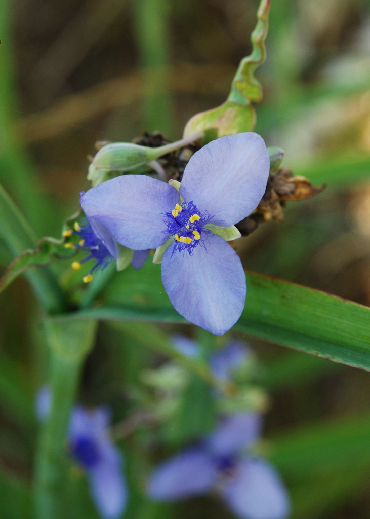 Tradescantia ohiensis
