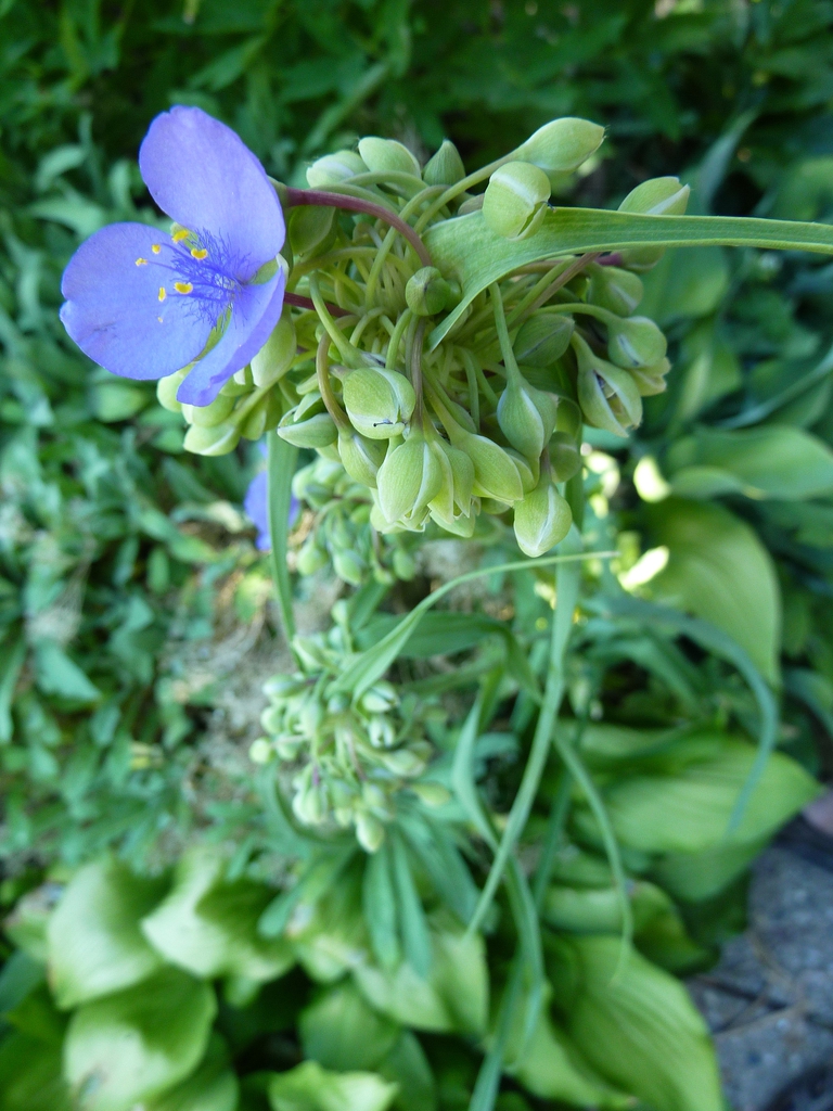 Tradescantia ohiensis