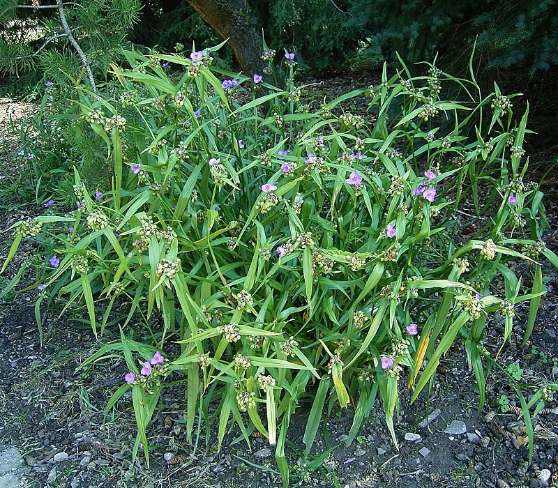 Tradescantia ohiensis