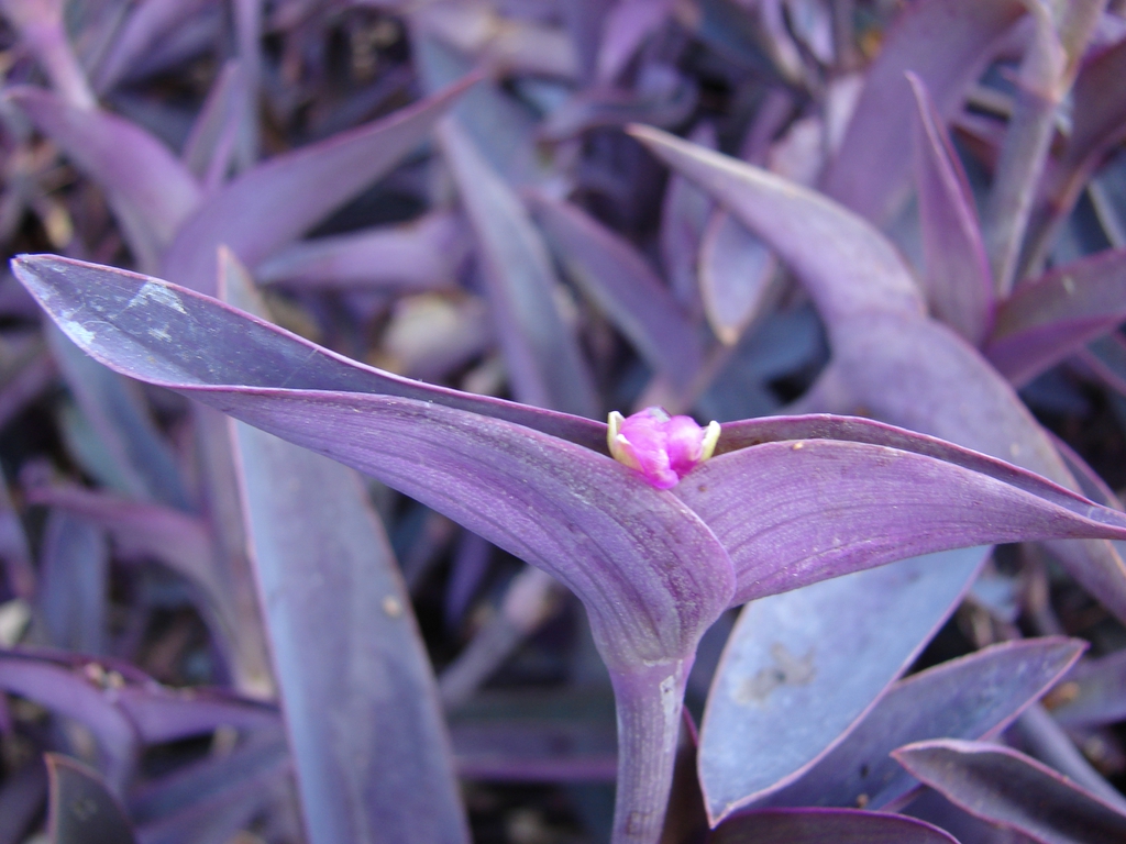 T. pallidia leaves
