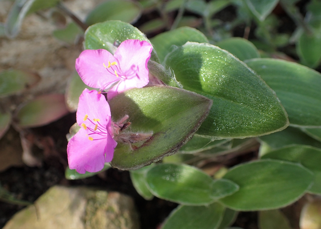 Tradescantia sillamontana