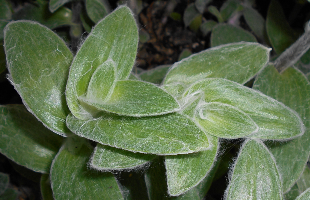 Tradescantia sillamontana