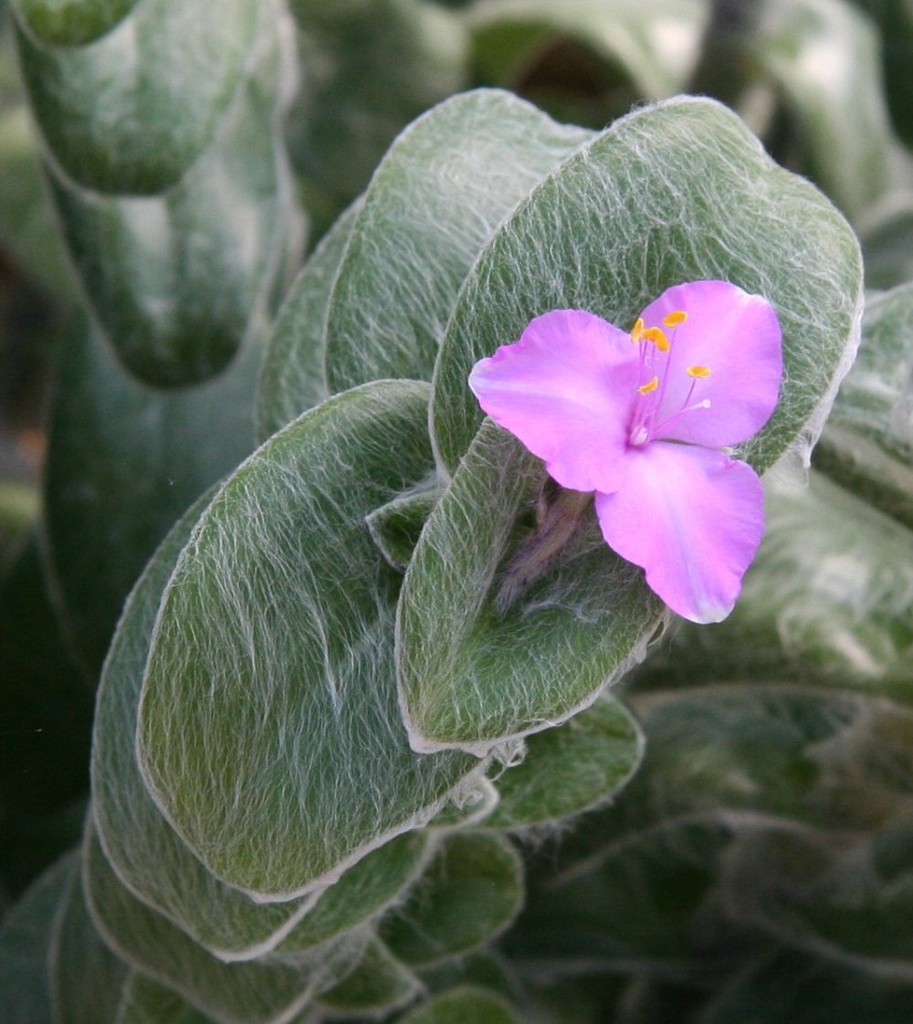 T. sillamontana flower and leaves
