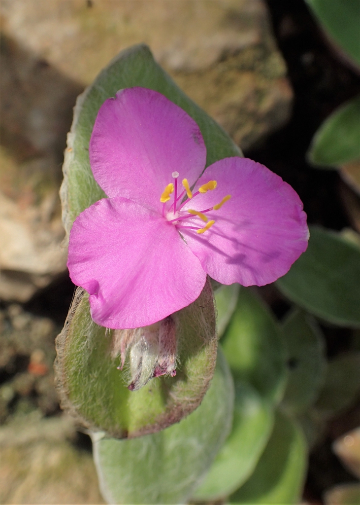 Tradescantia sillamontana