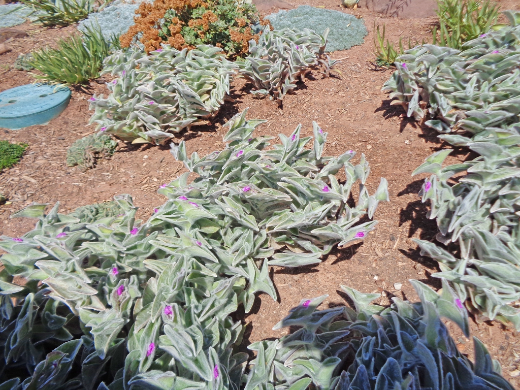 Tradescantia sillamontana