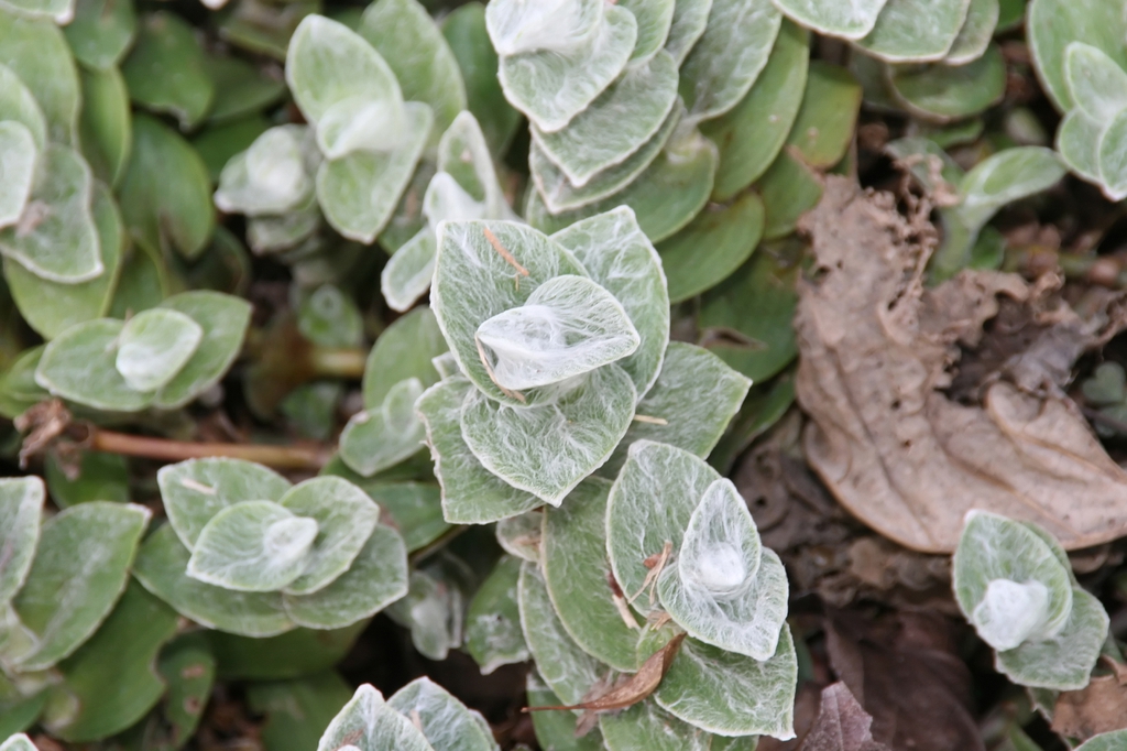 Tradescantia sillamontana