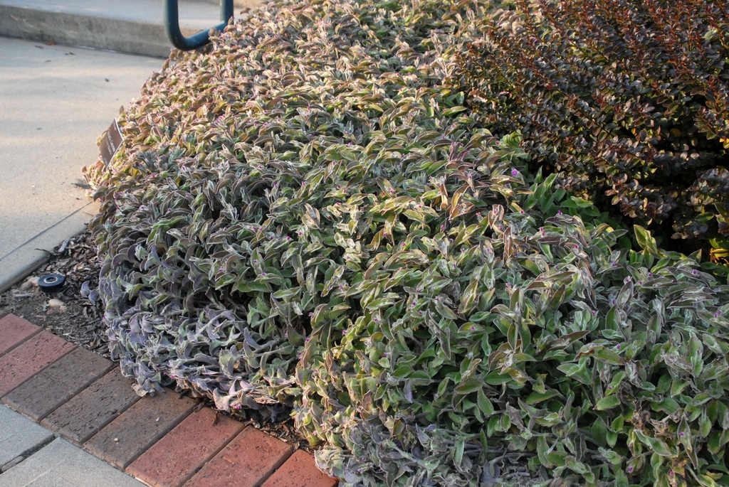 Tradescantia sillamontana