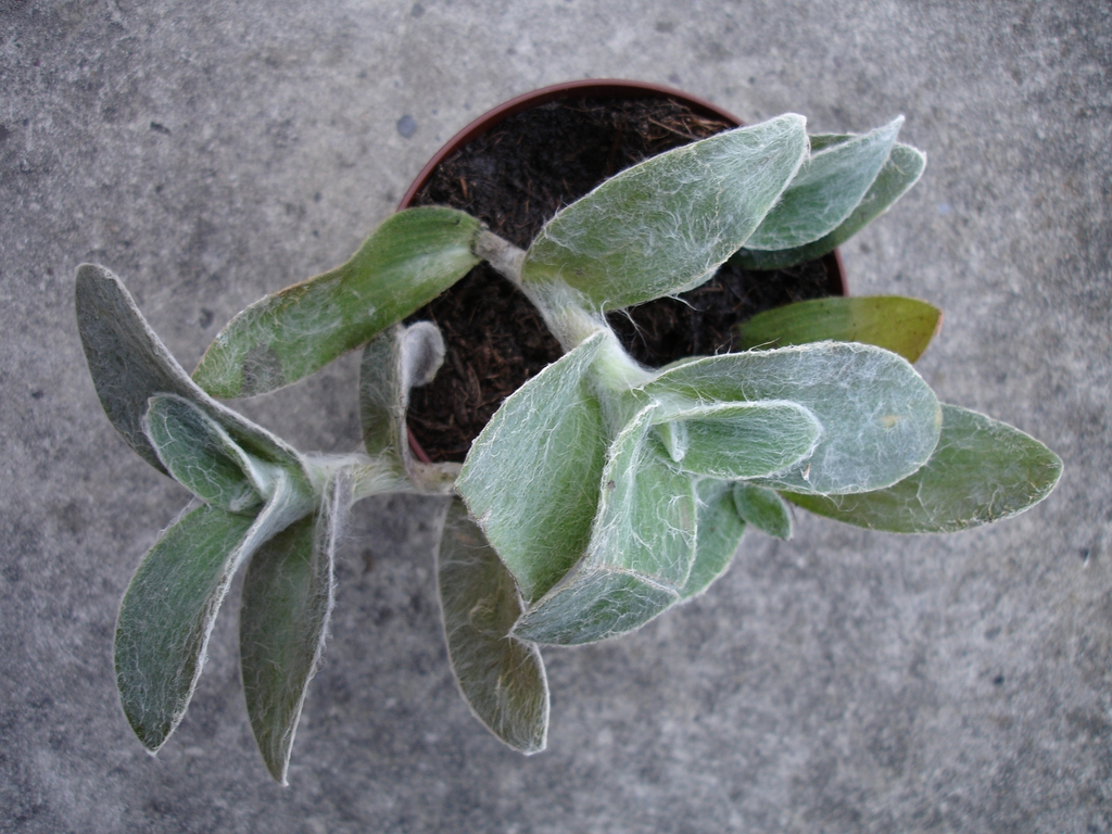 Tradescantia sillamontana