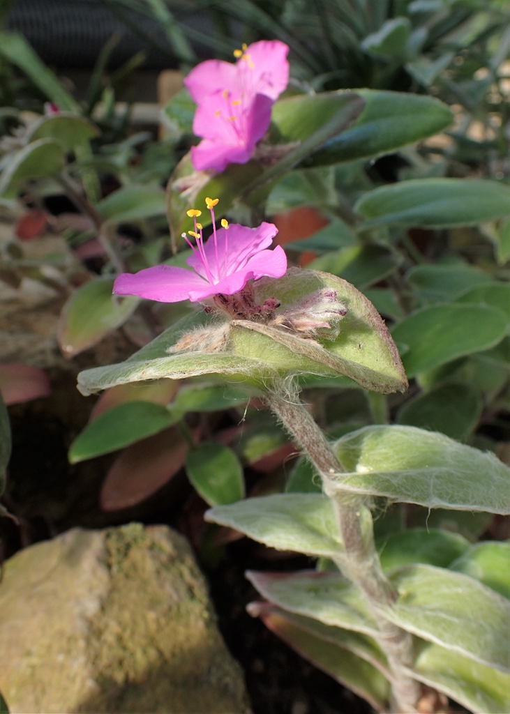 Tradescantia sillamontana
