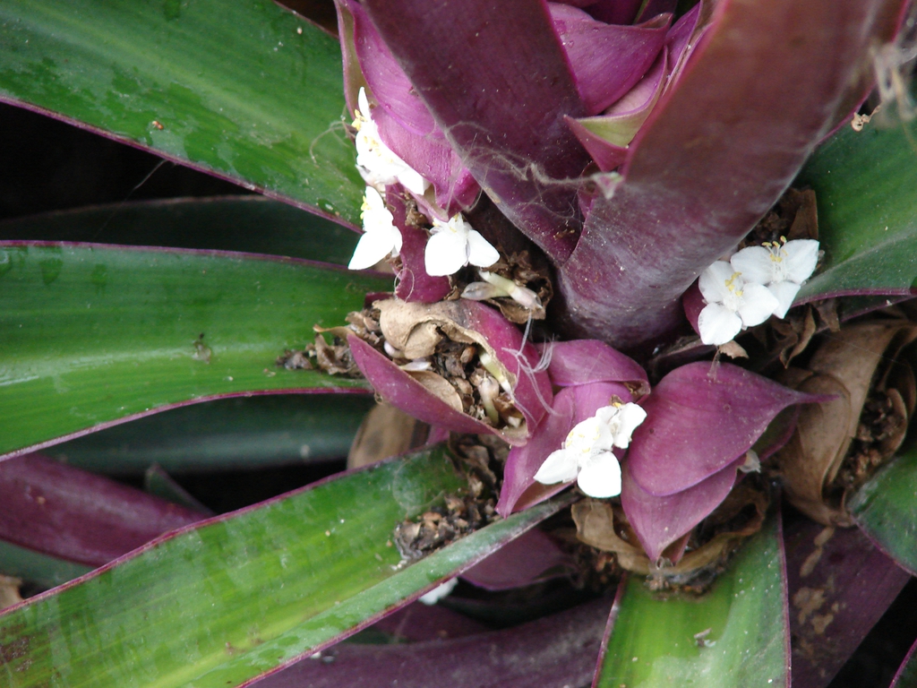 Tradescantia spathacea