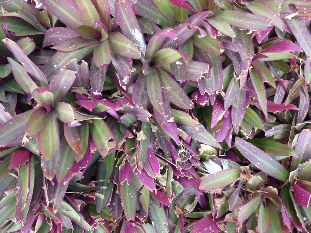 Tradescantia spathacea