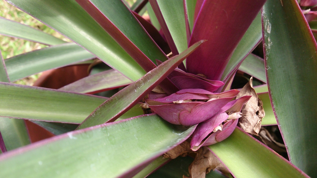 Tradescantia spathacea