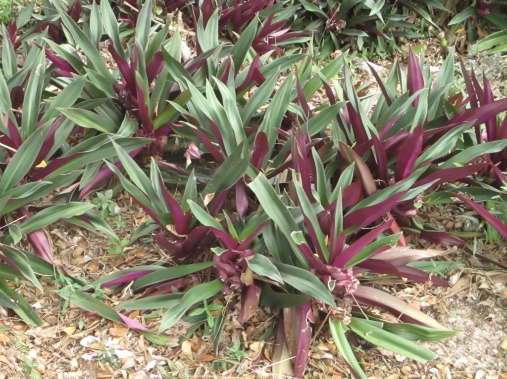 Tradescantia spathacea
