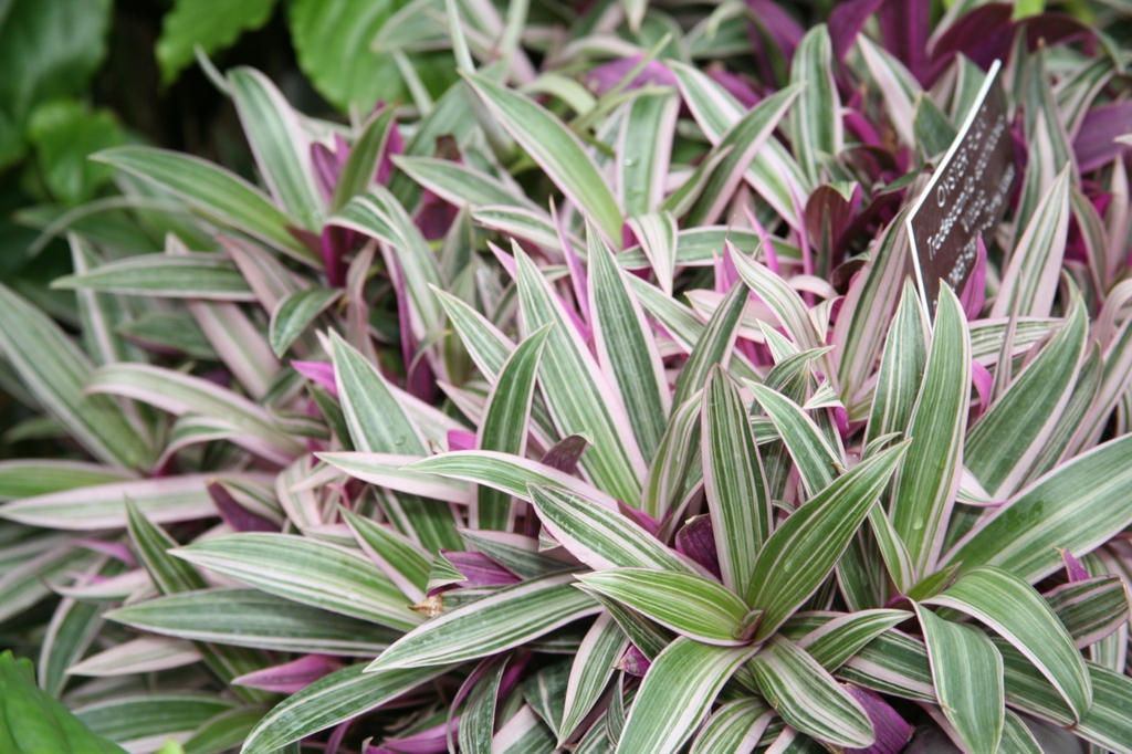 'vittata' leaves