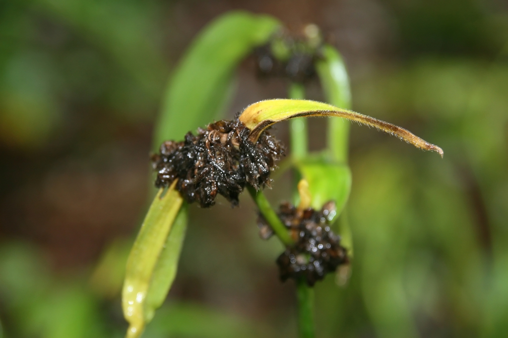 Tradescantia subaspera
