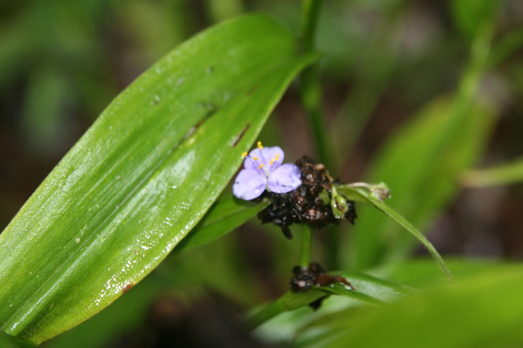 Tradescantia subaspera