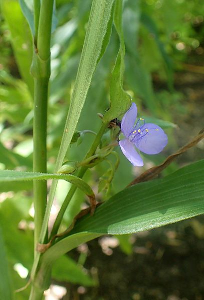 Tradescantia subaspera