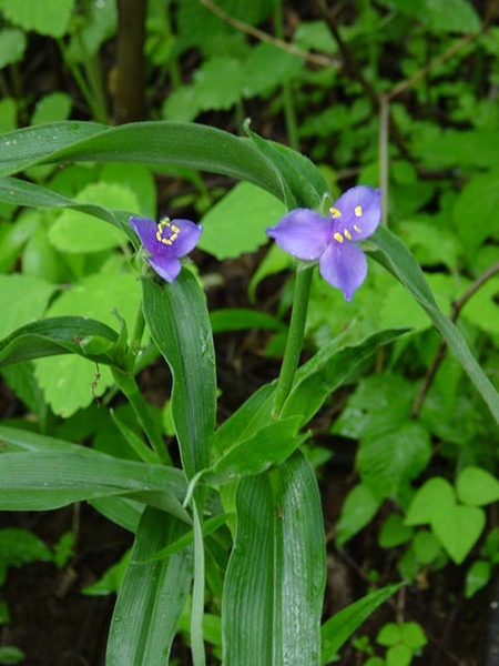 Tradescantia subaspera