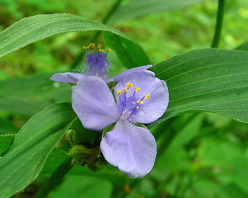 Tradescantia subaspera