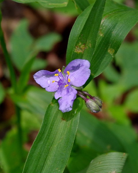 Tradescantia subaspera bloom and buds
