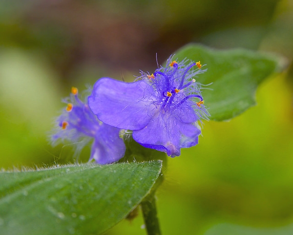 Tradescantia subaspera