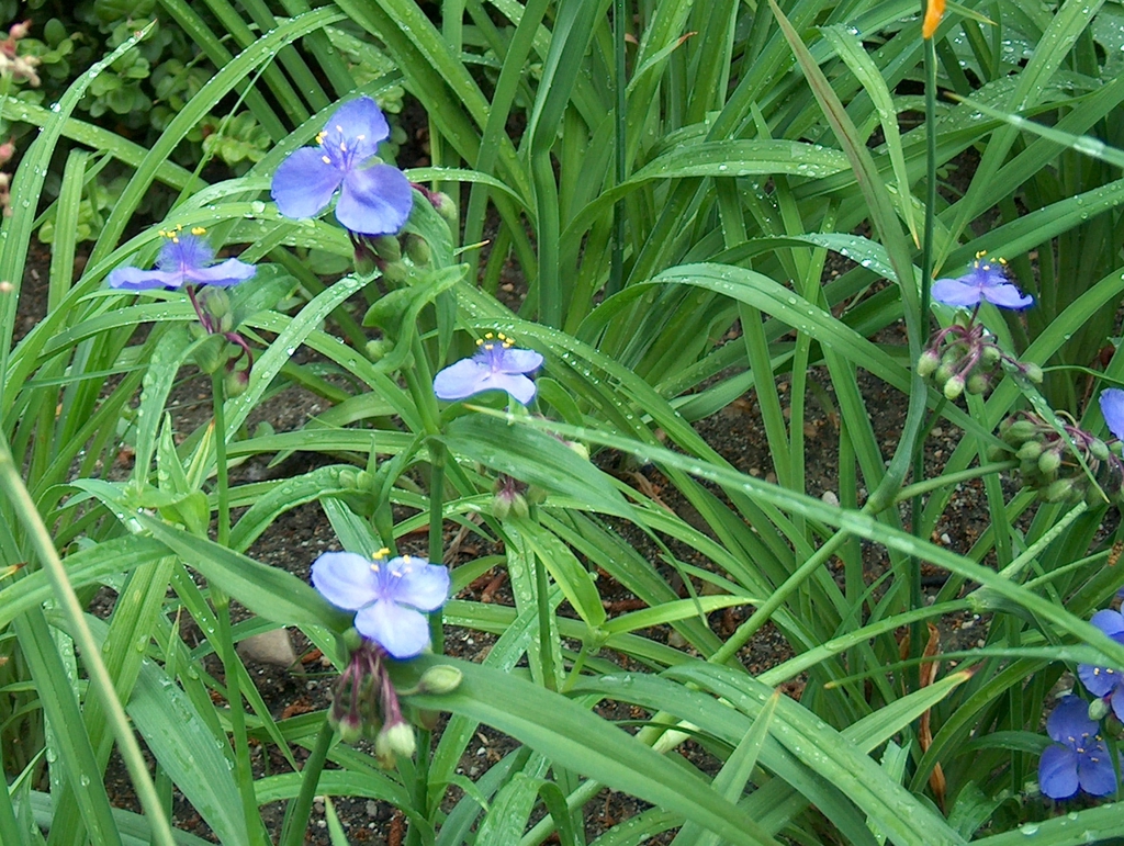 T. virginian leaves