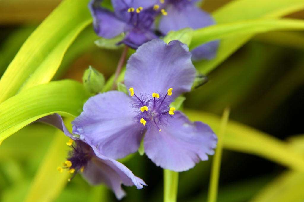Tradescantia x andersoniana