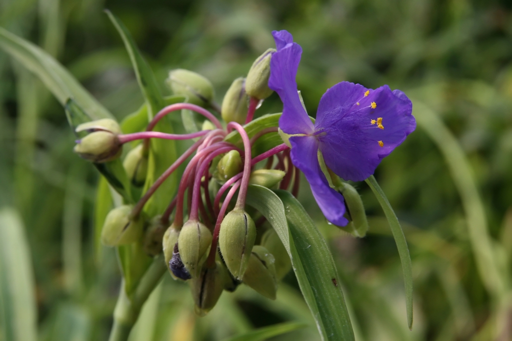 Tradescantia x andersoniana