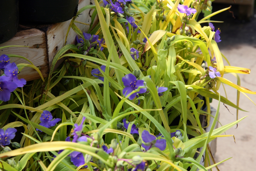 Tradescantia x andersoniana