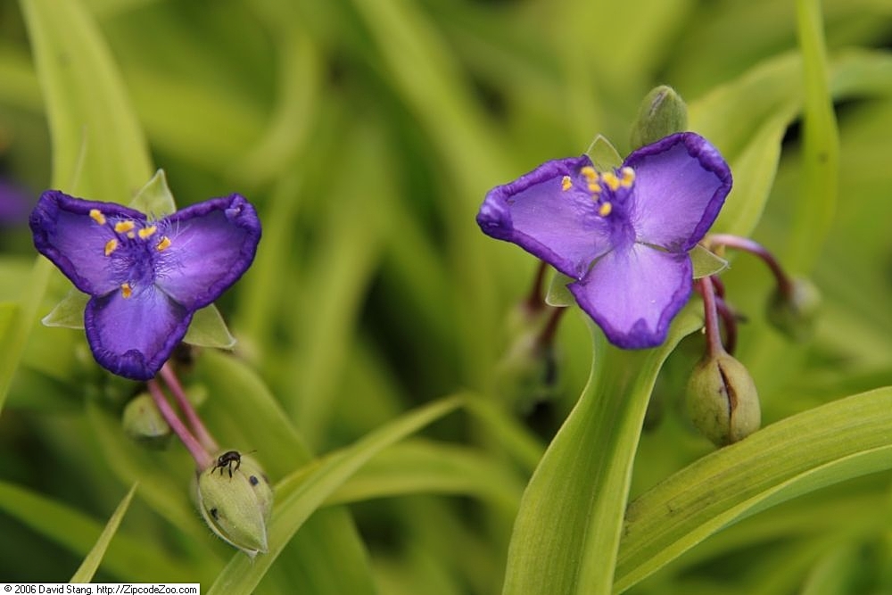 Tradescantia x andersoniana