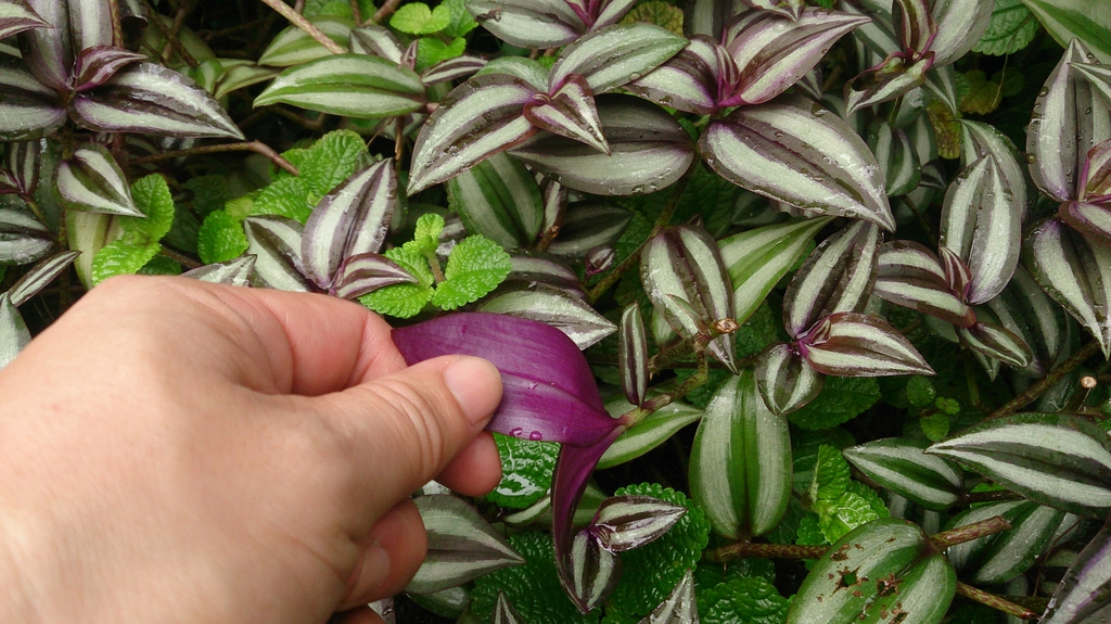 Hand lifting a leaf to show purple underside.