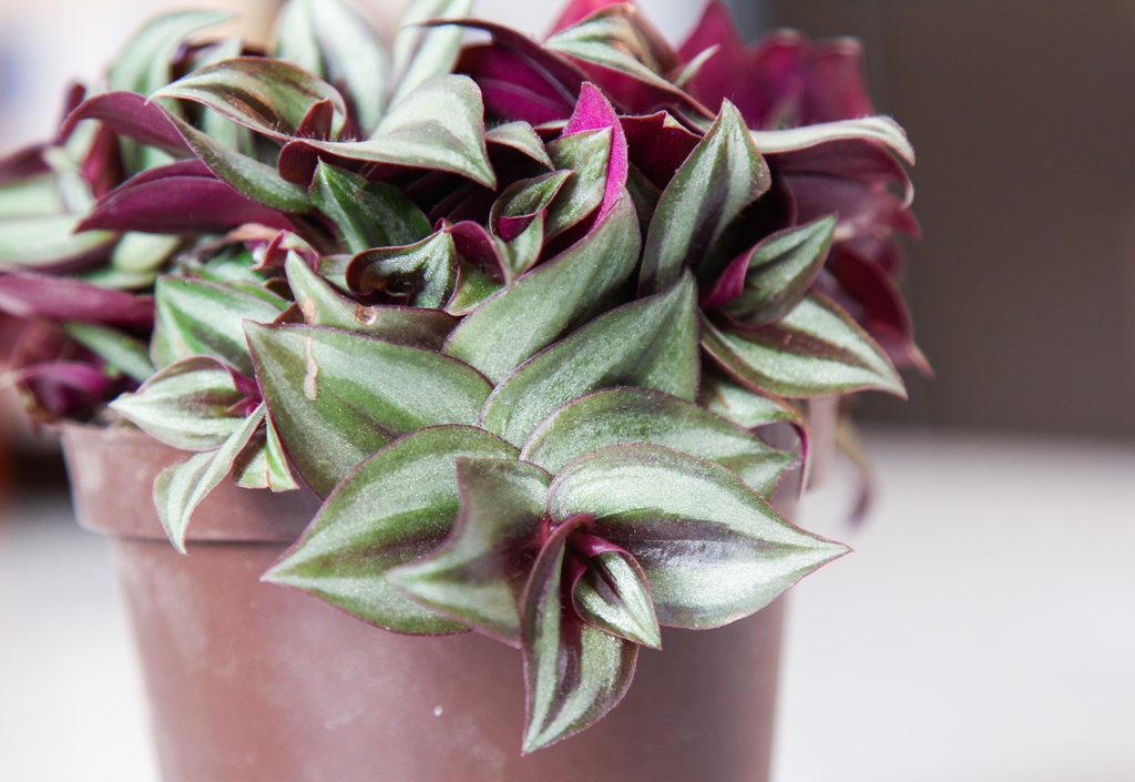 Potted plant showing silver-striped leaves with purple underside