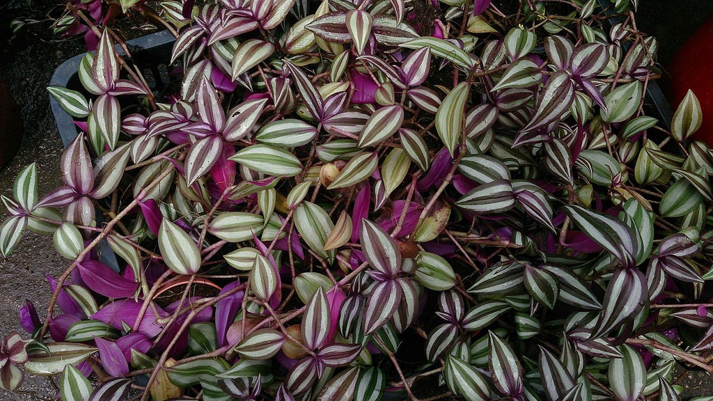 Tradescantia zebrina houseplant
