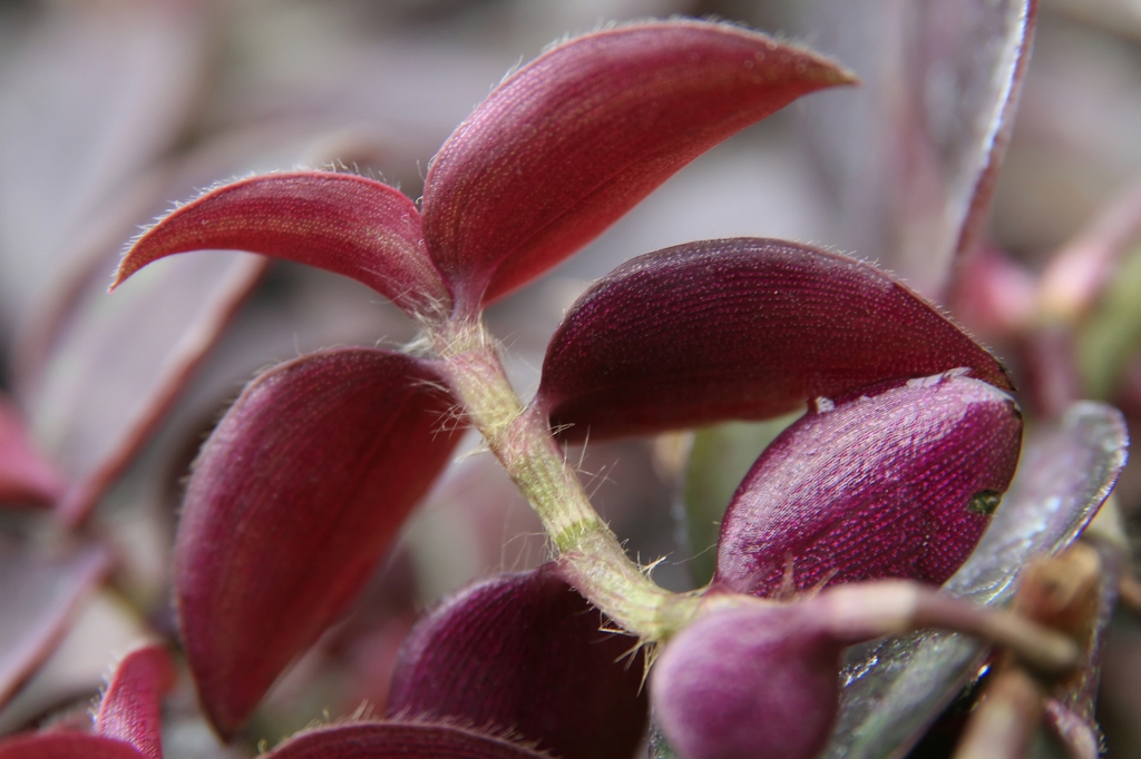Close-up of shoot and leaves showing red undersides.