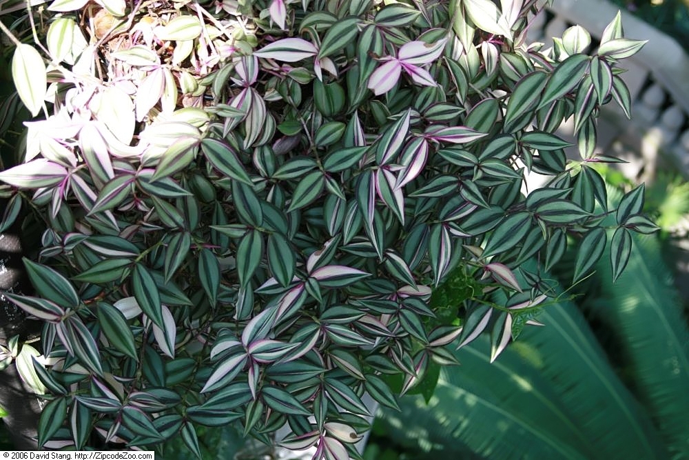Leafy shoots showing variegation.
