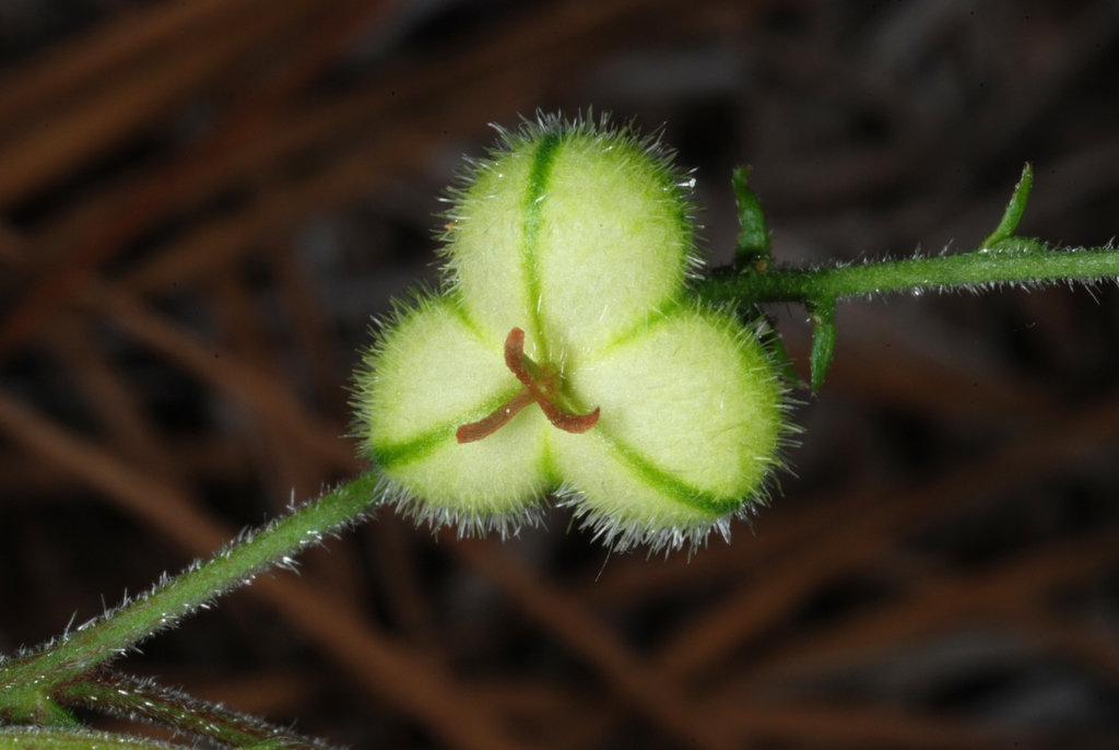 Capsule with hairs (Bladen County, NC)-Early Summer