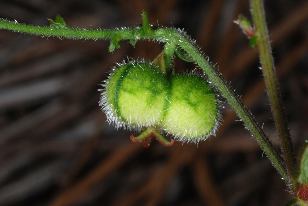 Side view of capsule (Bladen County, NC)-Early Summer