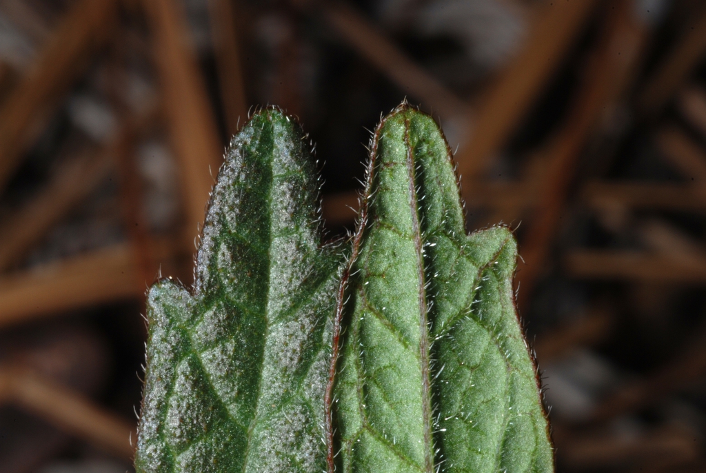 Front and back of leaves (Bladen County, NC)-Early Summer