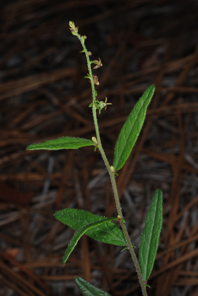 Plant in bloom (Bladen County, NC)-Early Summer