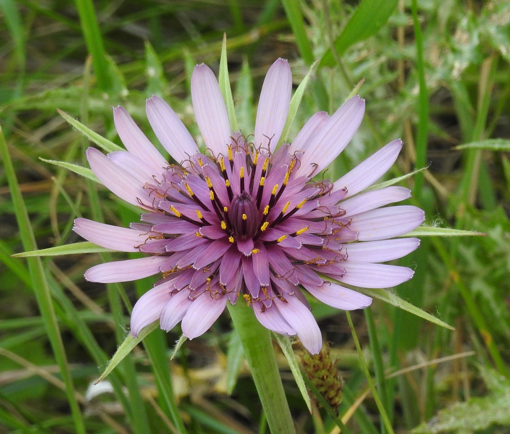 Tragopogon porrifolius