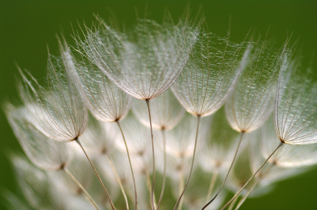 Tragopogon porrifolius